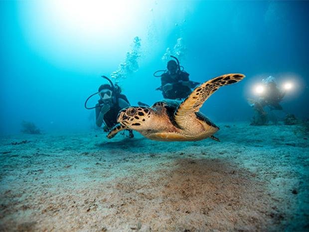 Padi Dive Master